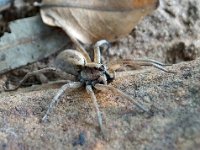 Lycosa sp DSC00268 edit
